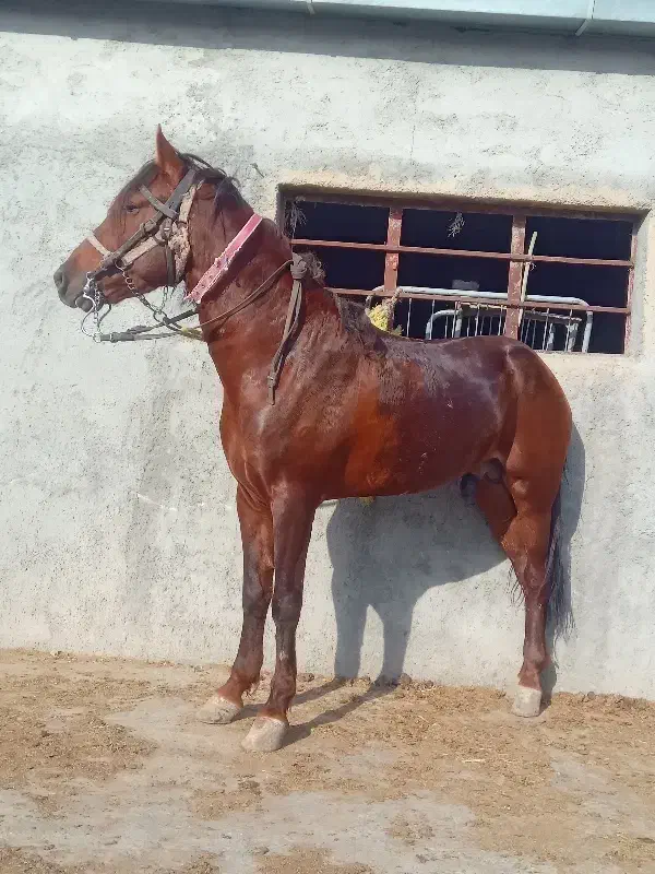 اسب یورقه|اسب و تجهیزات اسبسواری|گرگان, |دیوار