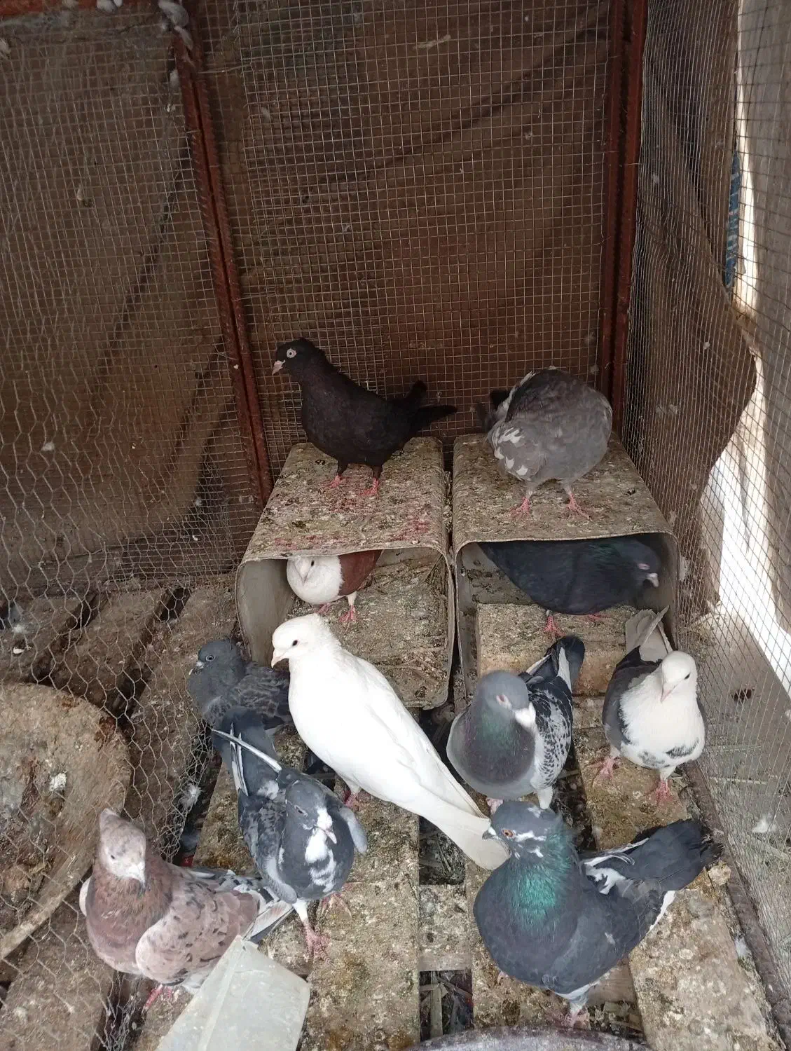 11تا|پرنده|میبد, |دیوار