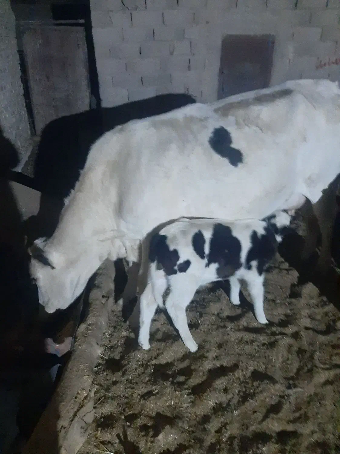 یک عدد گاو شیری با گوساله|حیوانات مزرعه|نیمروز, |دیوار