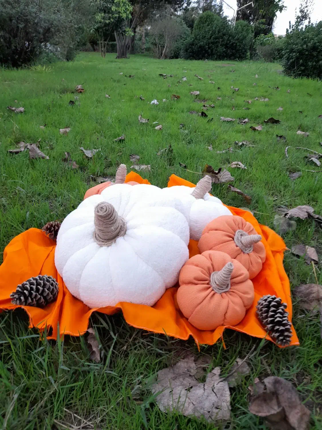 کدو تزئینی|صنایع دستی و سایر لوازم تزئینی|لنگرود, |دیوار