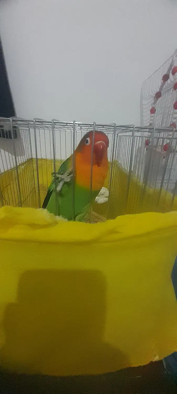 جفت طوطی برزیلی ۷ رنگ|پرنده|دورود, |دیوار