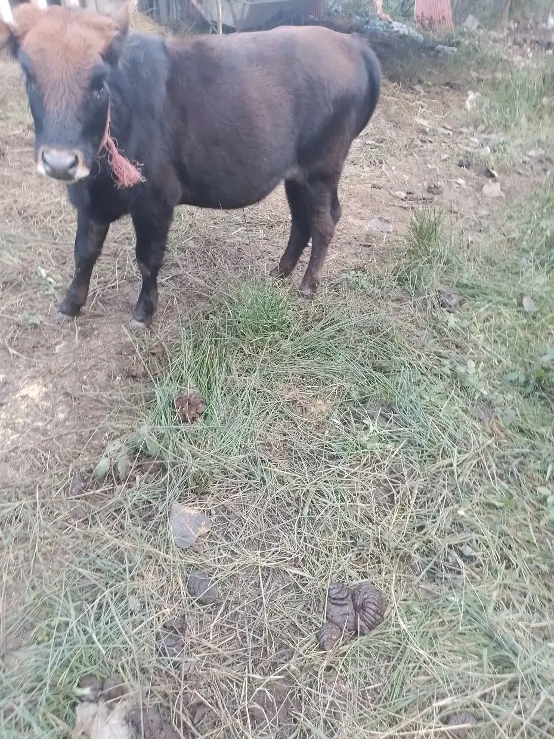 فروش گاو لیشه|حیوانات مزرعه|ماکلوان, |دیوار