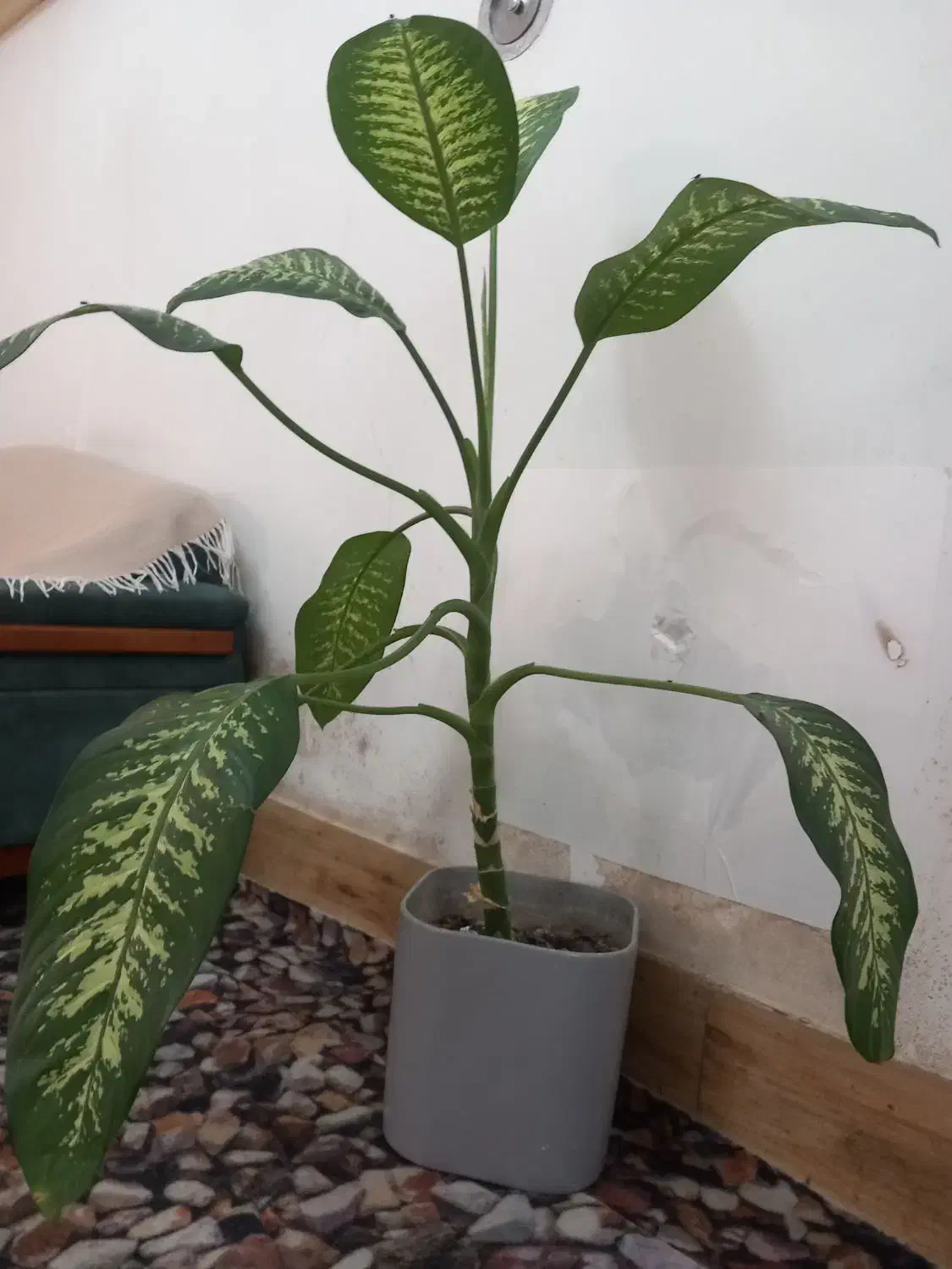 گل وگیاه|گل و گیاه طبیعی|کردکوی, |دیوار