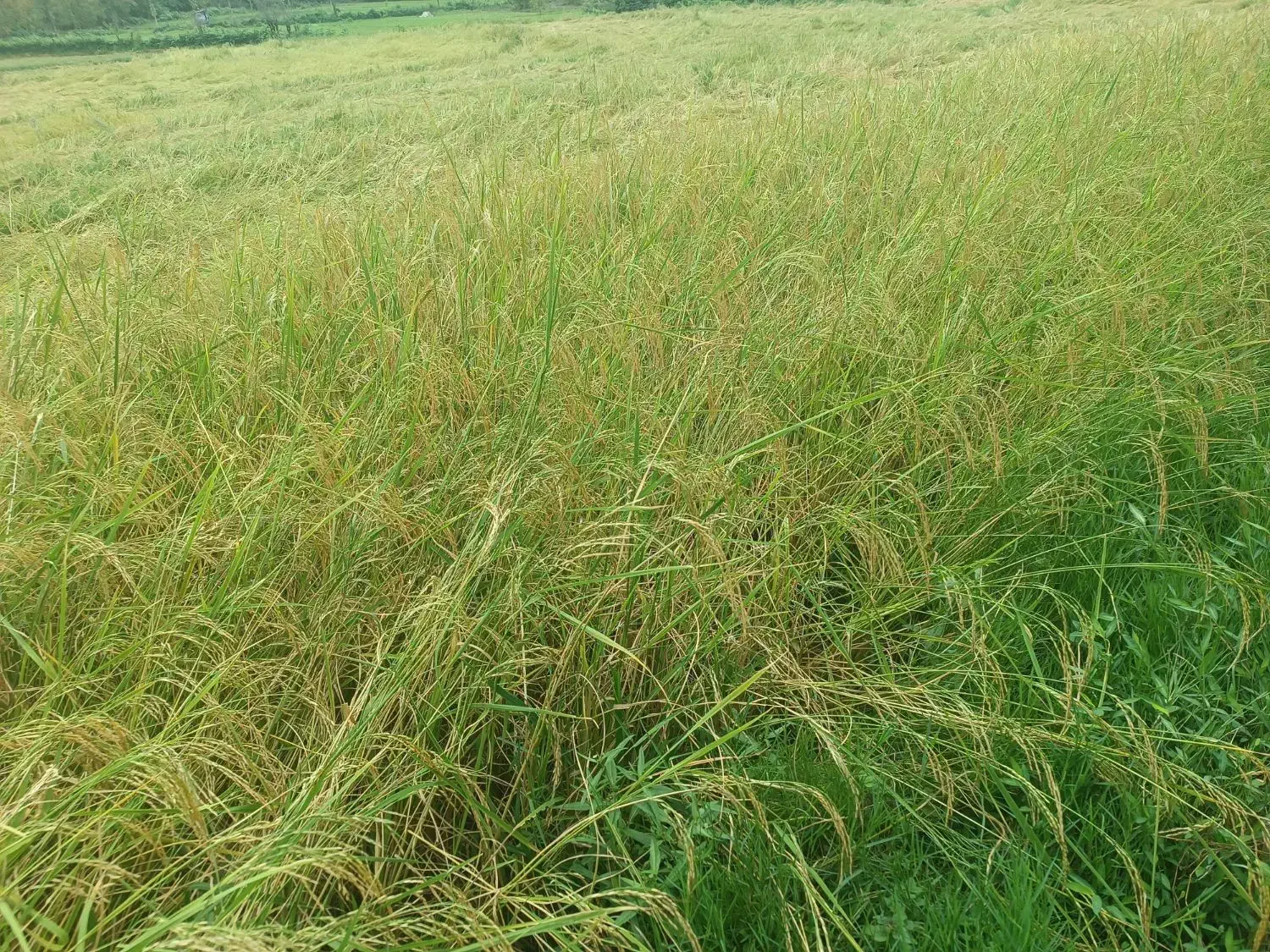 برنج هاشمی فومنات. از شالیزارهای سرسبز گیلان|خوردنی و آشامیدنی|تهران, شهرک پاسداران|دیوار