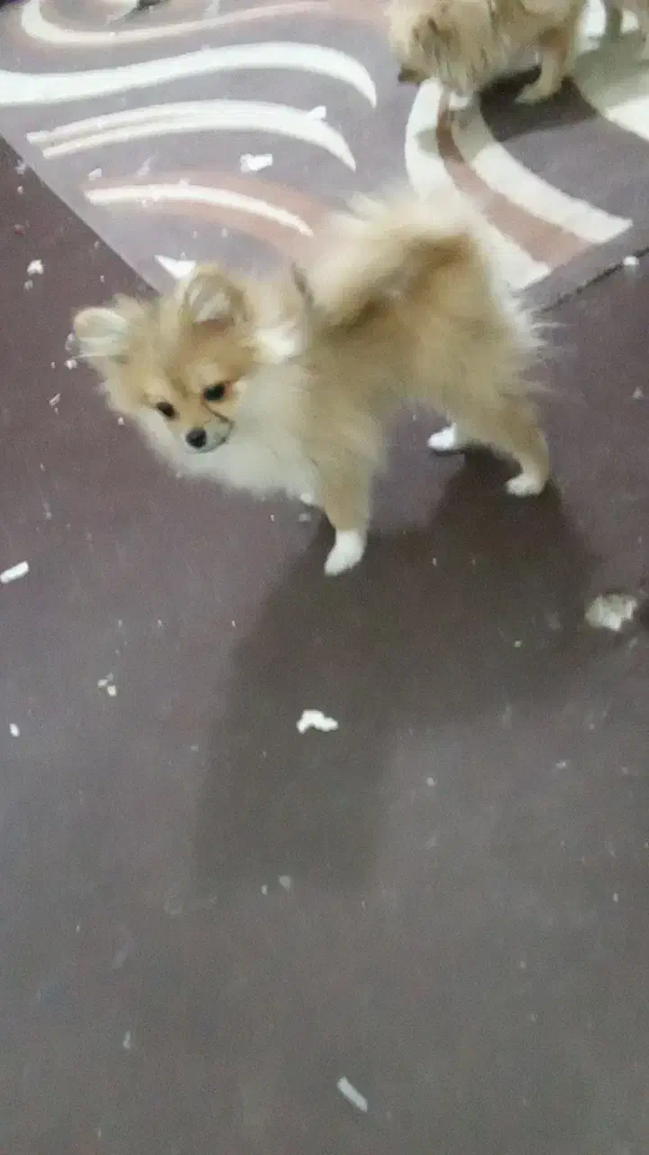 سگ پامر 3ماهه|سگ|تهران, شهرک صادقیه|دیوار