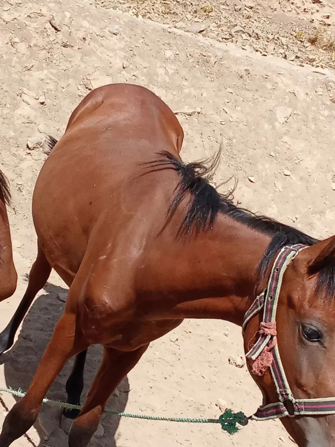 اسب ترکمن|اسب و تجهیزات اسب‌سواری|سنندج, |دیوار