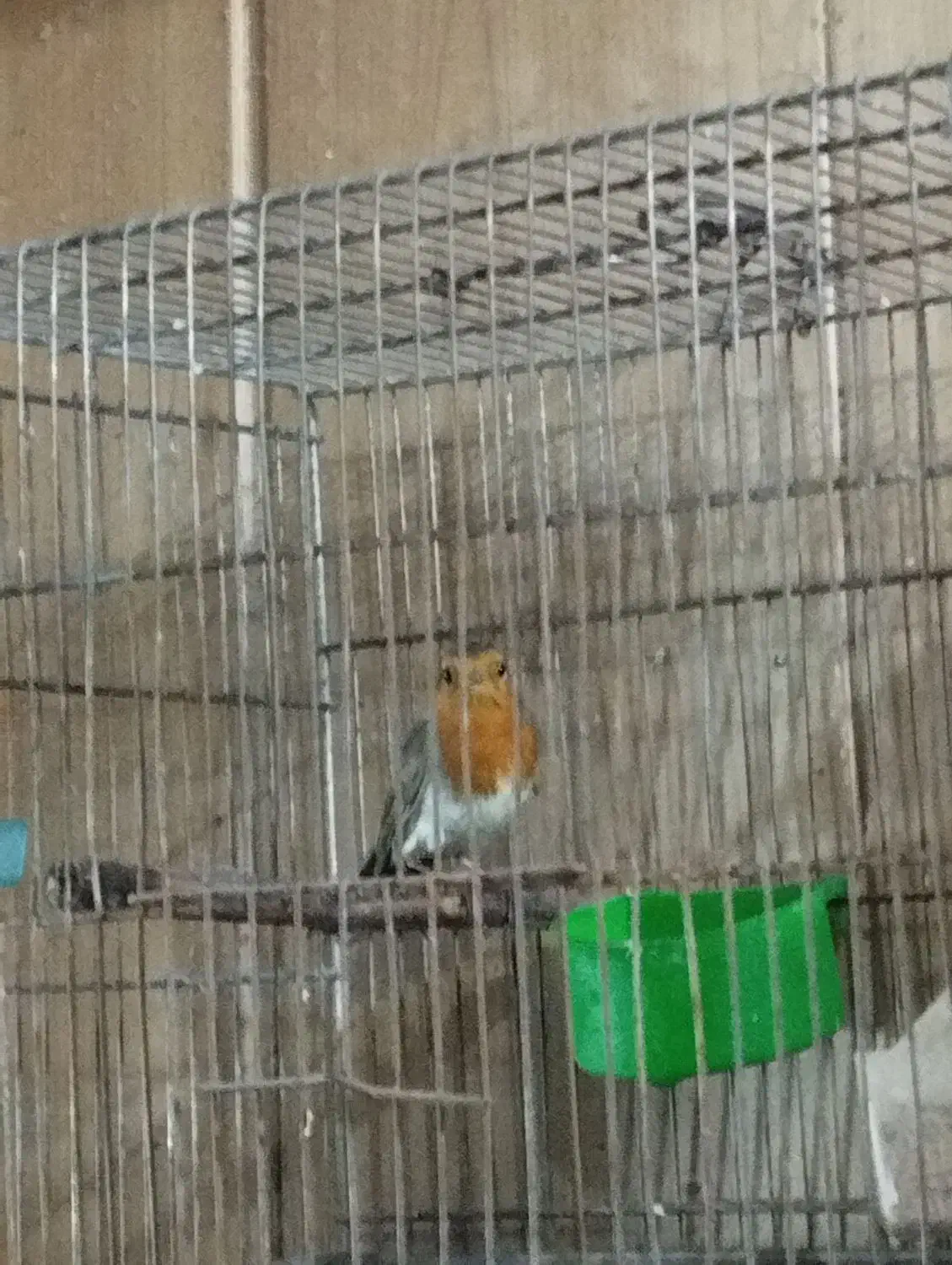 سهره اروپایی|پرنده|رشت, معلولین|دیوار