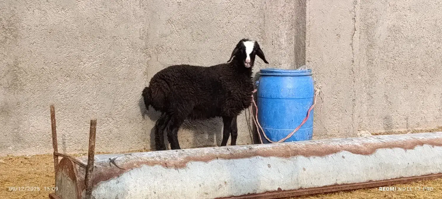 بره شال ماده|حیوانات مزرعه|قزوین, |دیوار