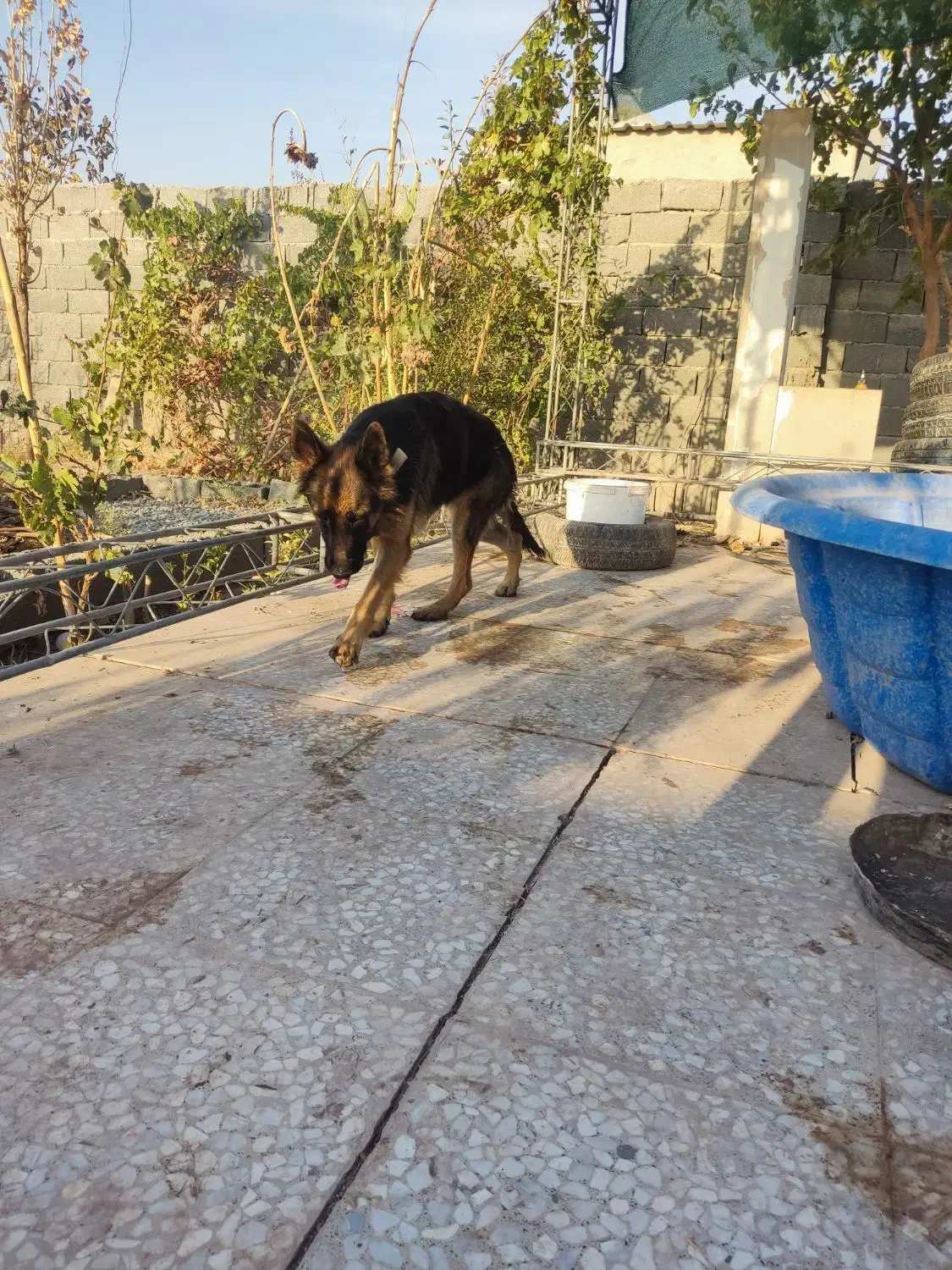 ژرمن ماده اصیل|سگ|رباطکریم, حصار مهتر|دیوار