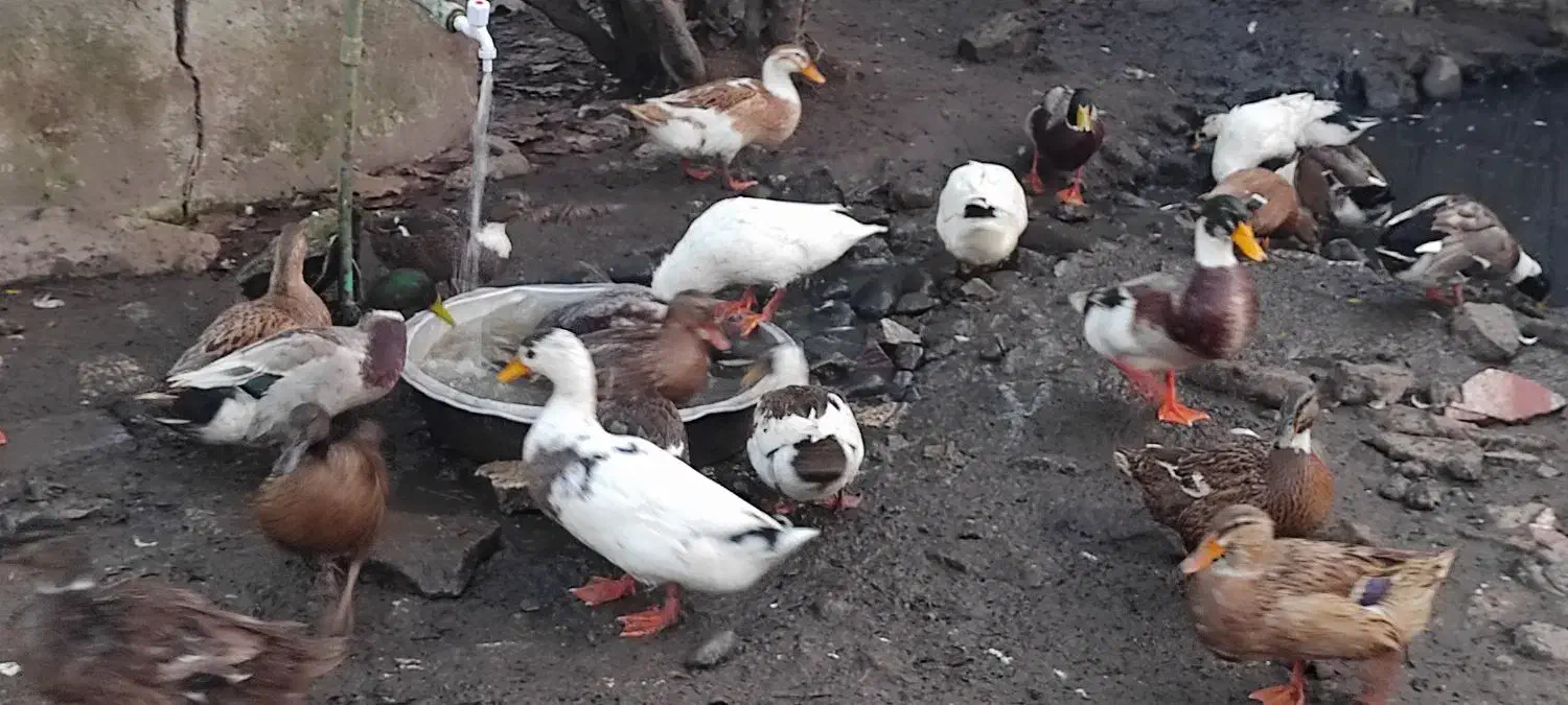 اردک نر فروشی|حیوانات مزرعه|لنگرود, |دیوار