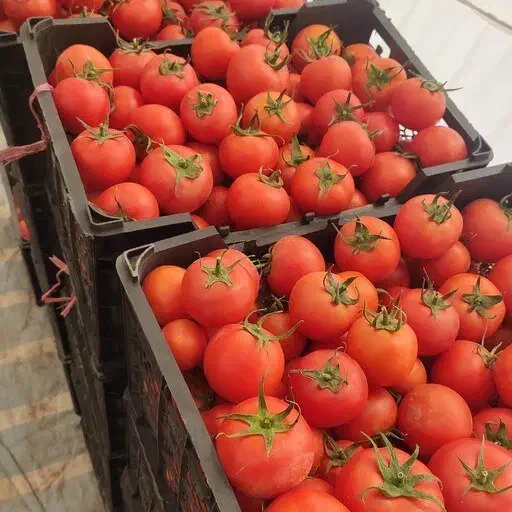 کارگر ساده برای گوجه‌فرنگی|استخدام صنعتی، فنی، مهندسی|میانه, |دیوار
