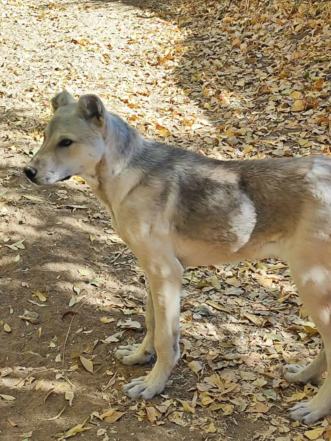 واگذاری سگ|سگ|سلطانیه, |دیوار