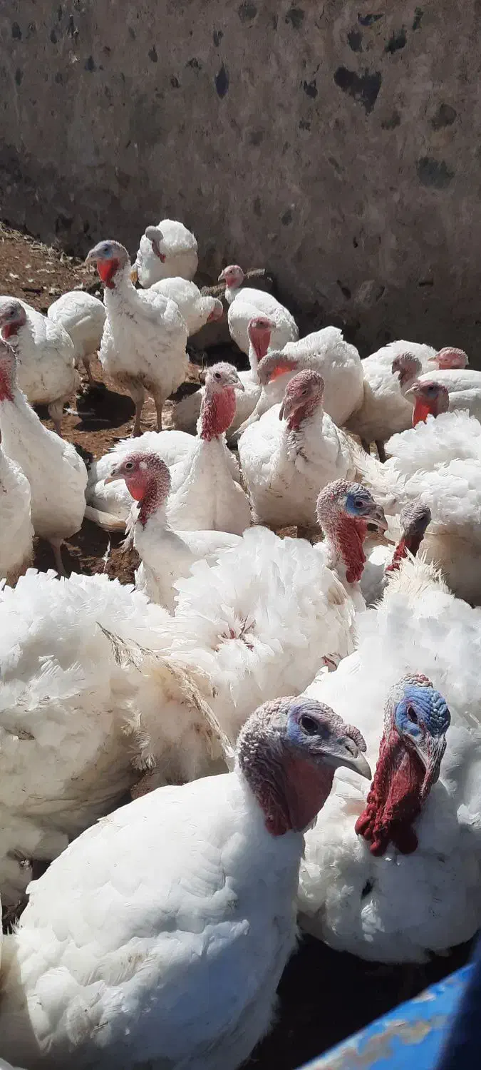 فروش بدون واسطه بوقلمون گوشتی|حیوانات مزرعه|بیرجند, |دیوار