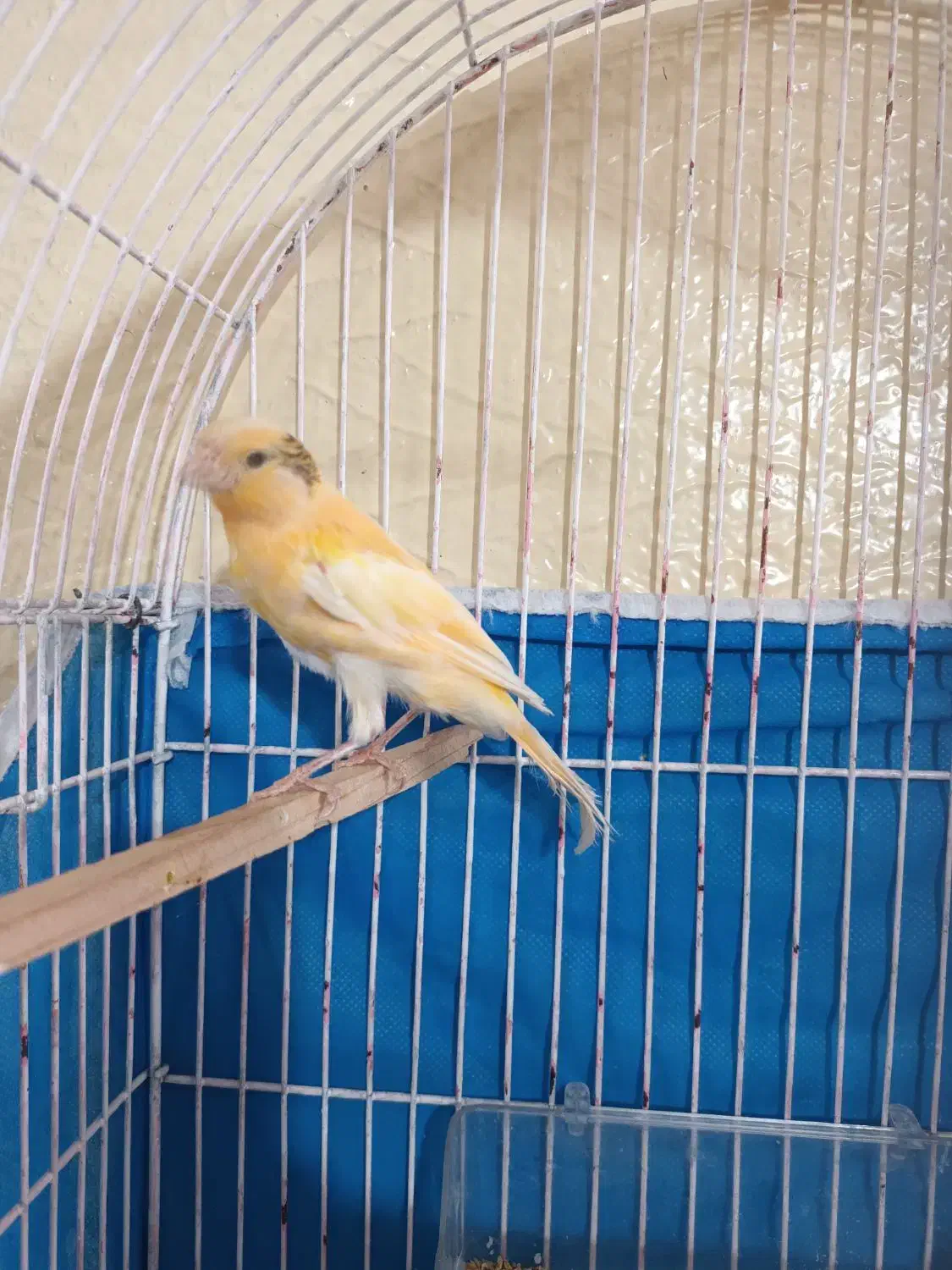 قناری زرد نر|پرنده|شاهینشهر, گرگاب|دیوار