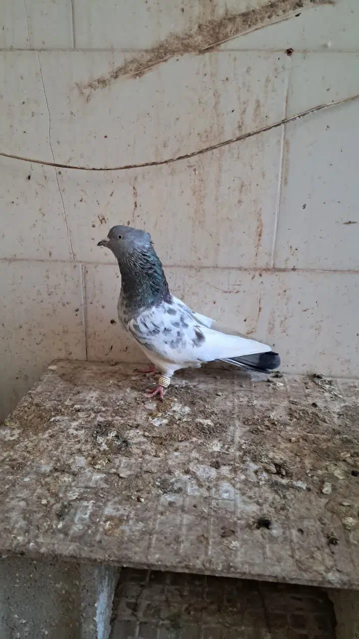 کفتر|پرنده|طبس, |دیوار