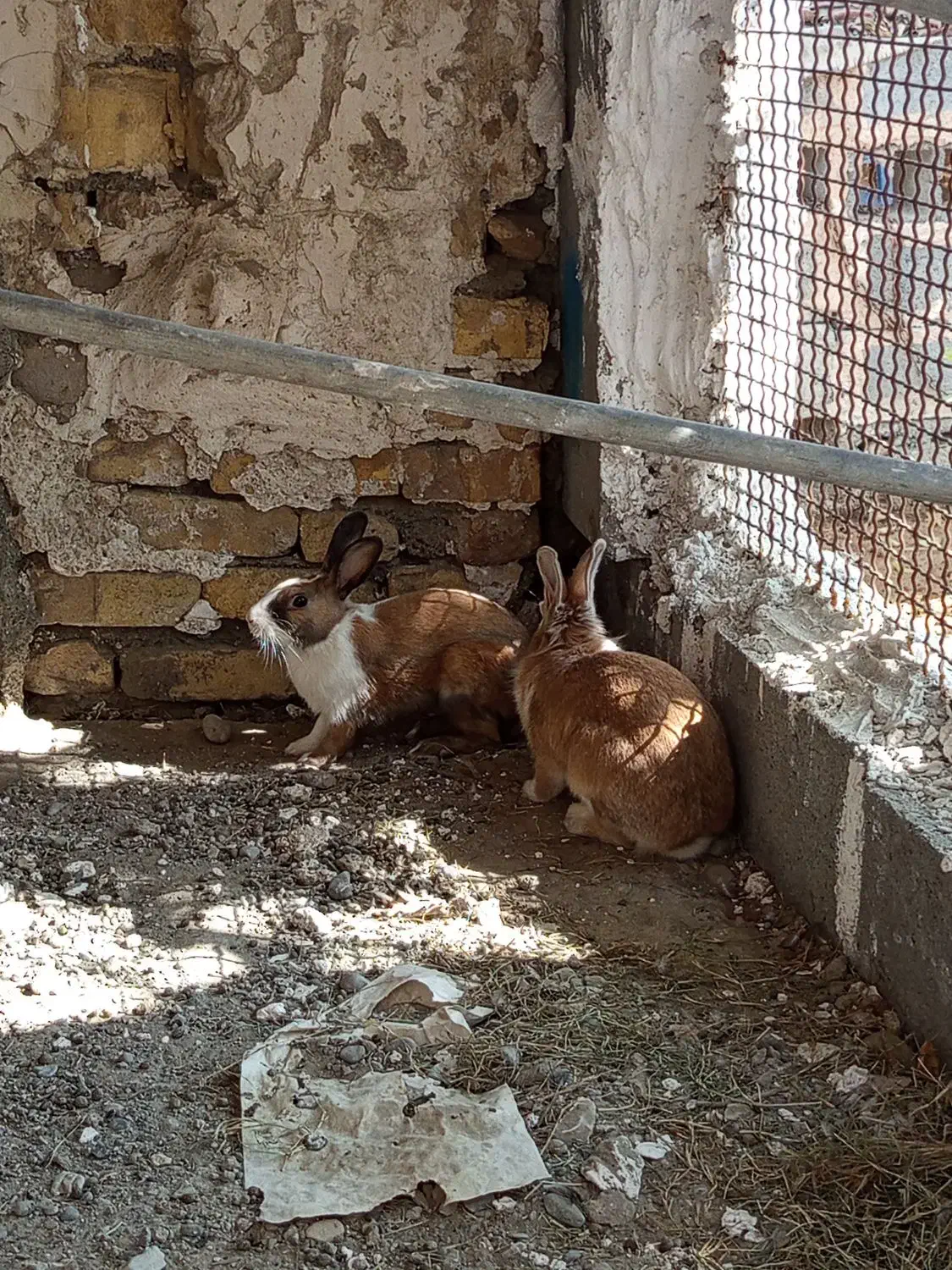 فروش یک جفت خرگوش سالم ۸۰۰|موش و خرگوش|میناب, |دیوار