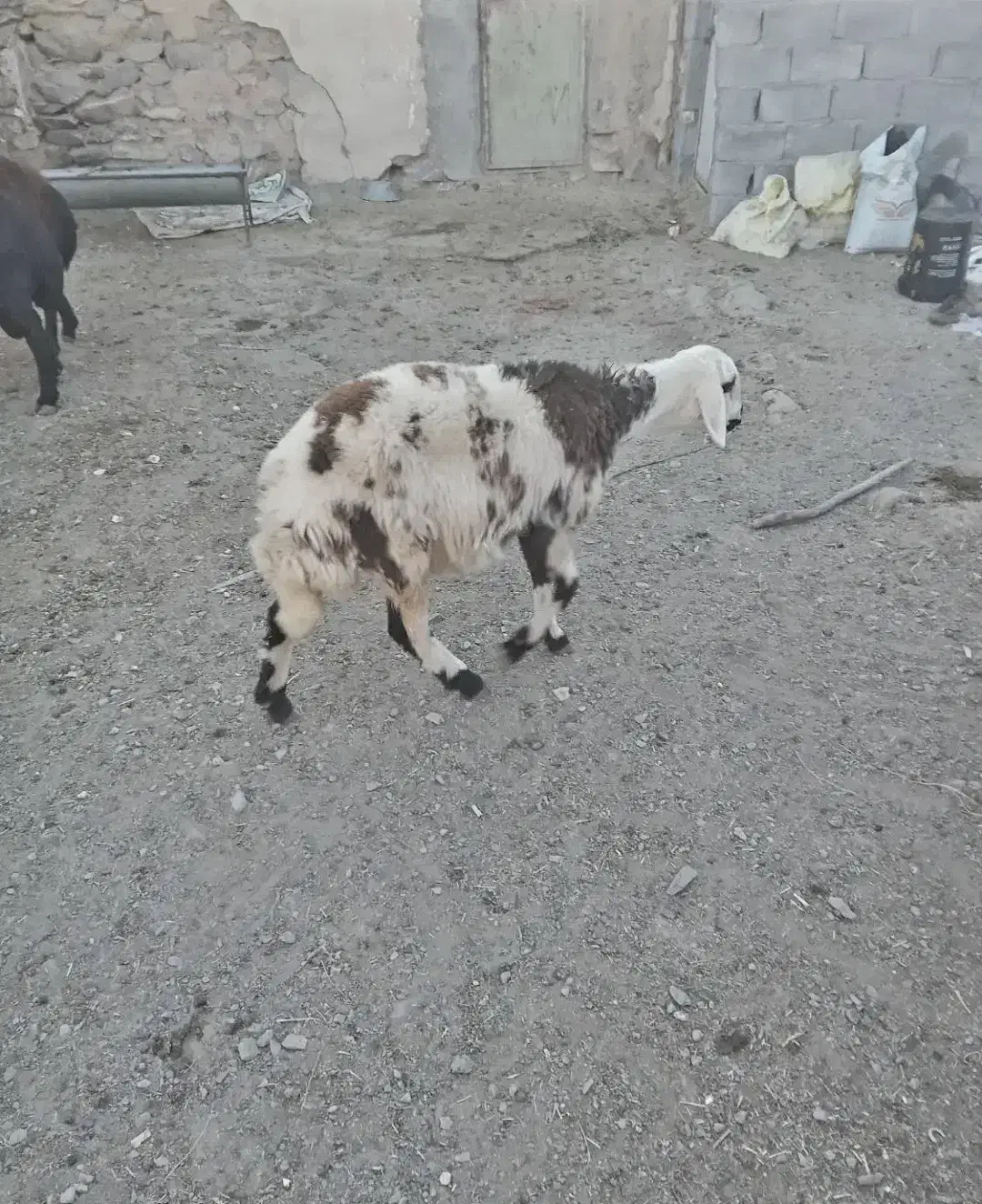 فروش بره ماده پلنگی|حیوانات مزرعه|خنداب, |دیوار