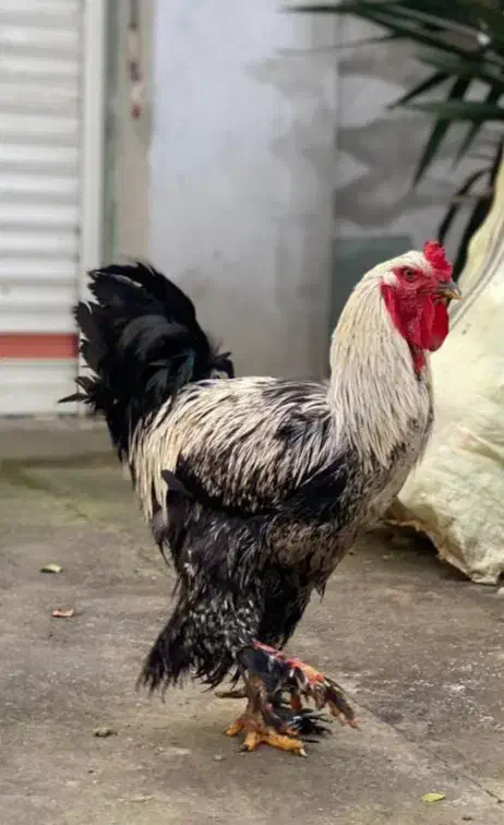 حیوانات|حیوانات مزرعه|احمدسرگوراب, |دیوار