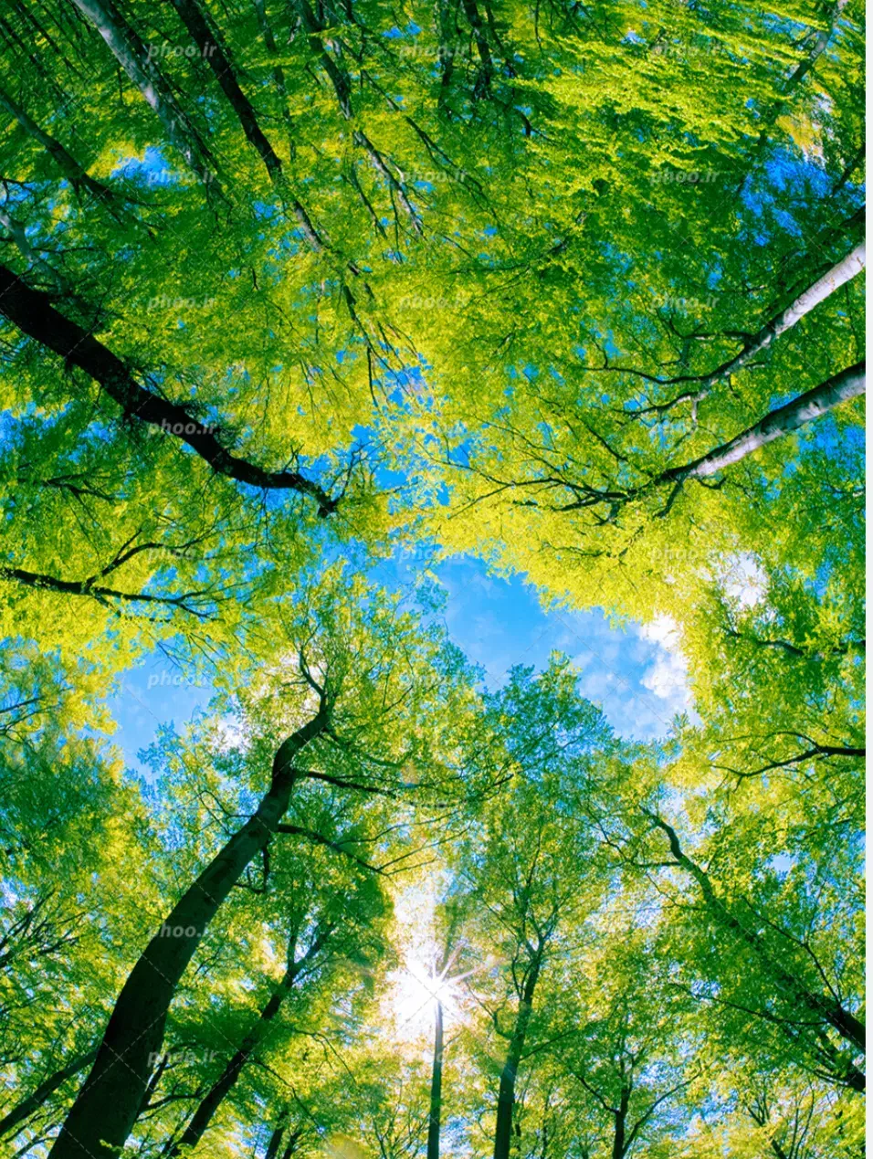 باغبانی و فضای سبز|خدمات باغبانی و درختکاری|زاهدان, |دیوار