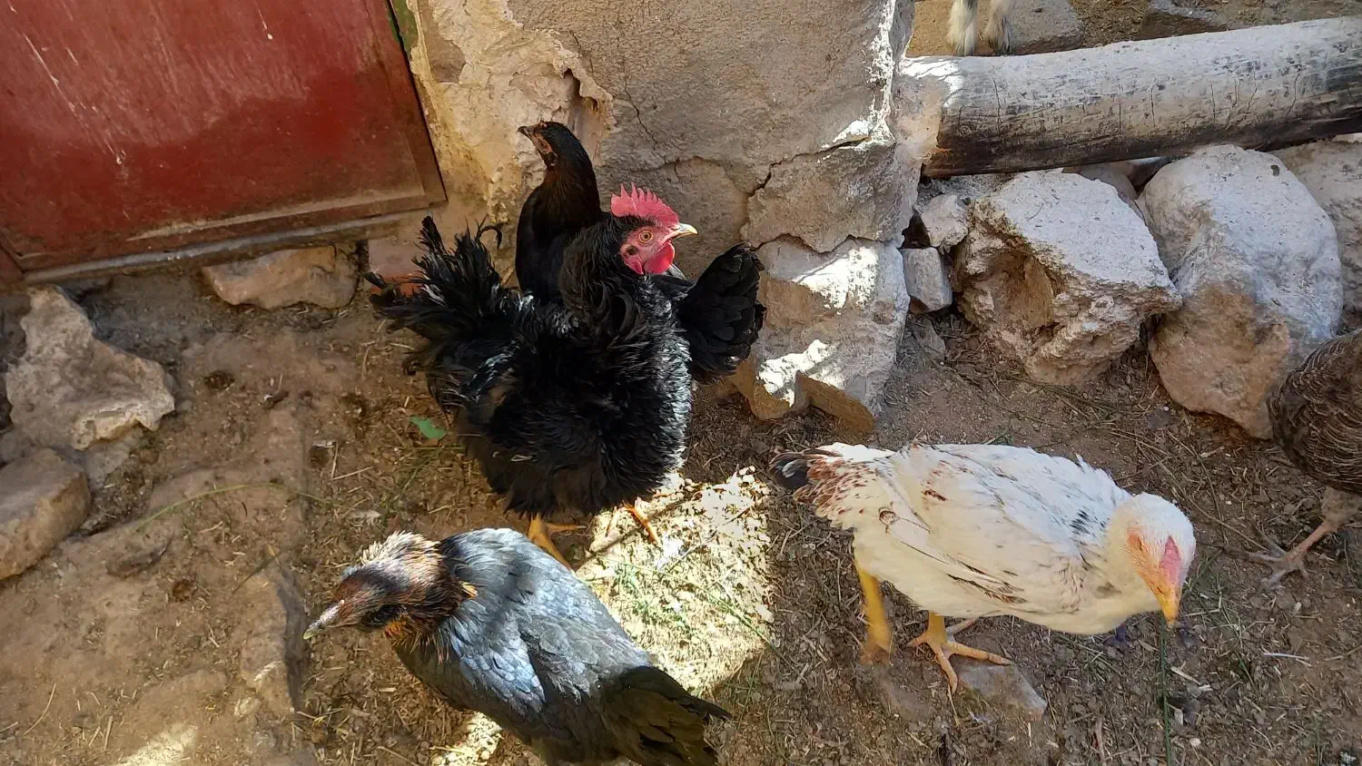 خروس فریزل (فرفری)|حیوانات مزرعه|بسطام, |دیوار