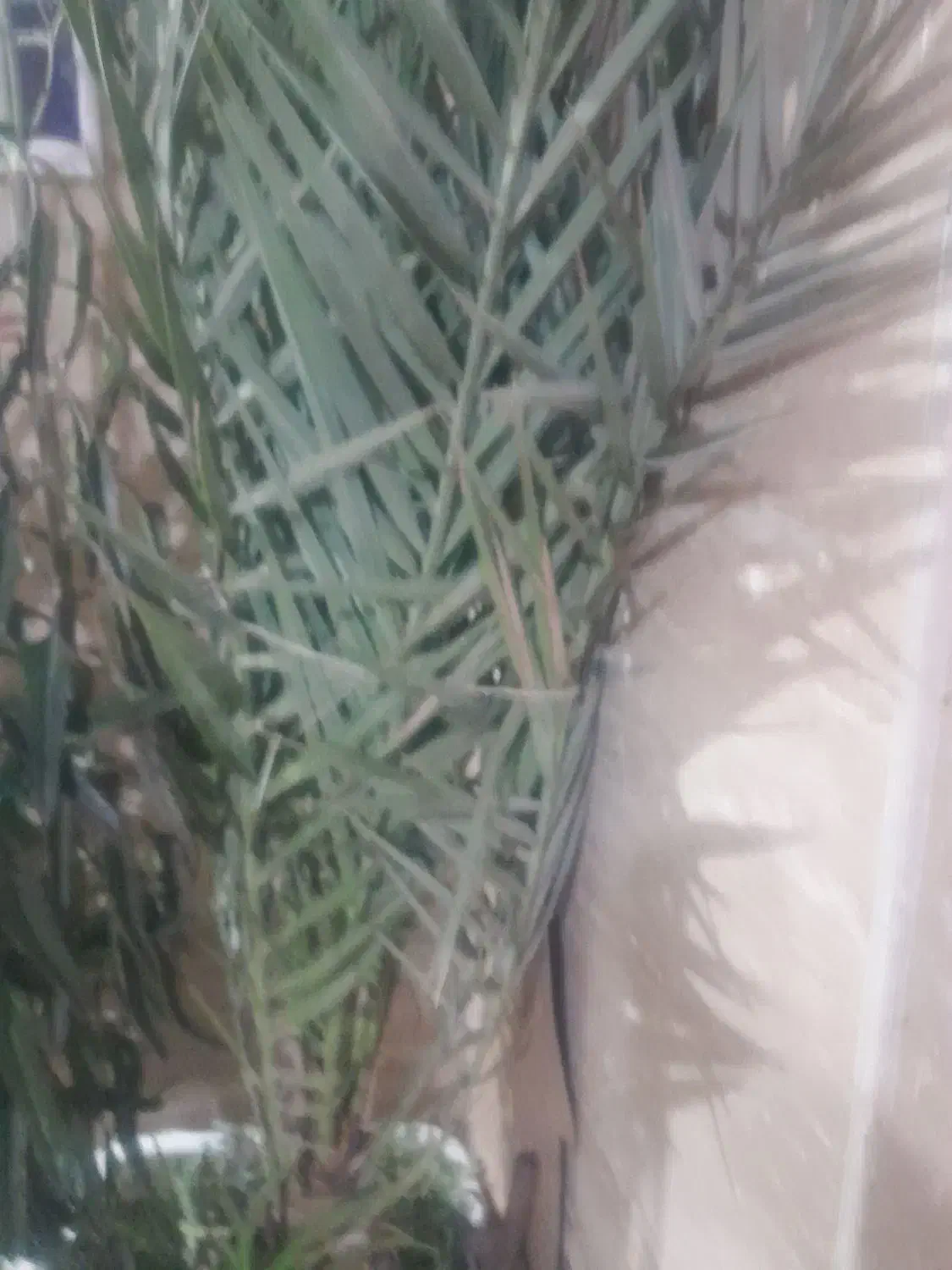 درخت نخل خرما|گل و گیاه طبیعی|تهران, آزادشهر|دیوار