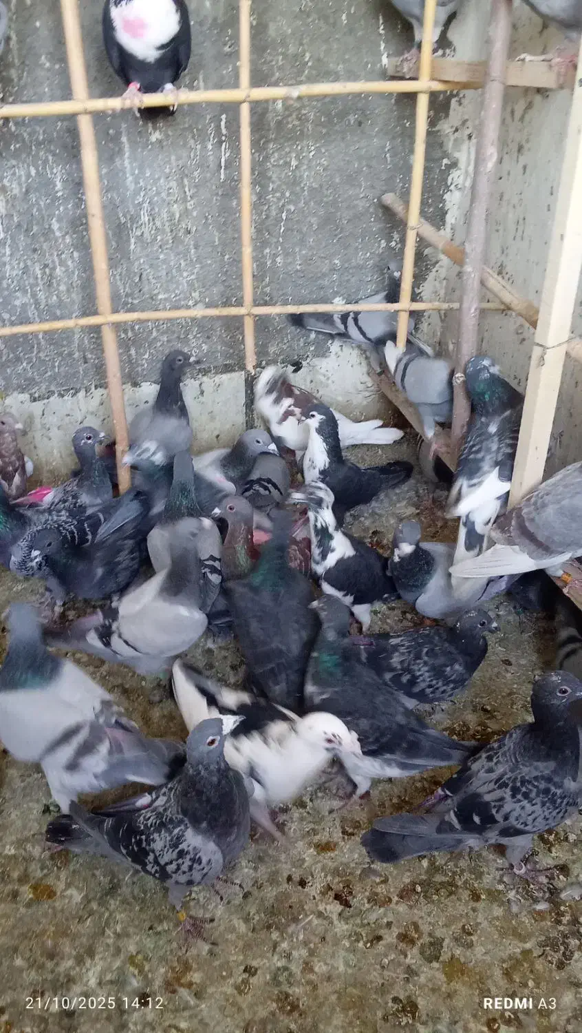 فروش کفتر پلاکی 40 عدد|پرنده|سرخه, |دیوار