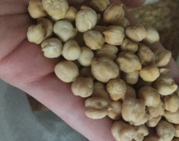 نخود|خوردنی و آشامیدنی|دورود, |دیوار