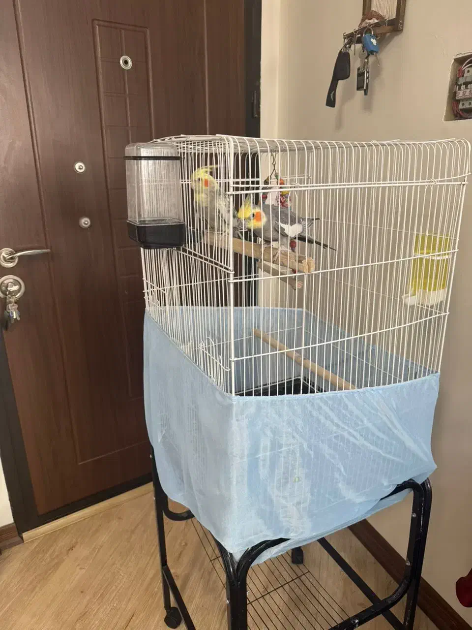 یک جفت عروس هلندی با قفس و پایه قفس|پرنده|ری, جوانمرد قصاب|دیوار