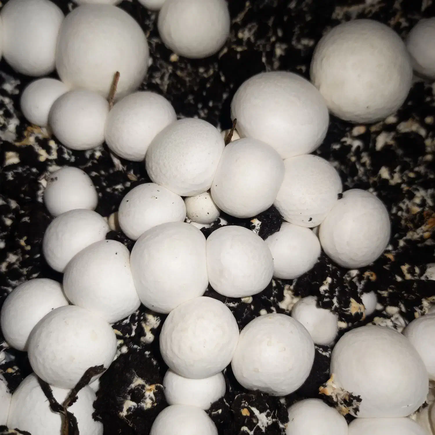 فروش تجهیزات پرورش قارچ در حد نو|ماشین‌آلات صنعتی|کرمان, |دیوار