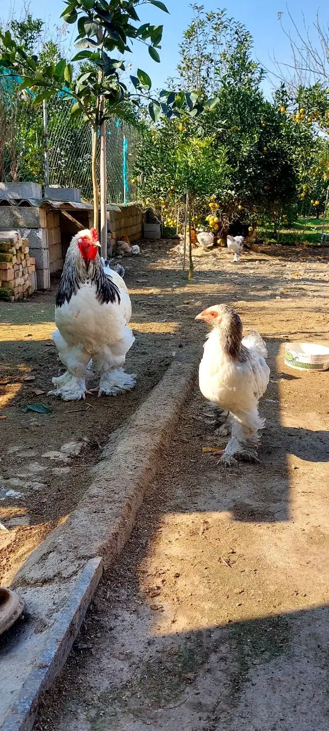 تخم نطفه دار برهما|حیوانات مزرعه|قائم‌شهر, |دیوار