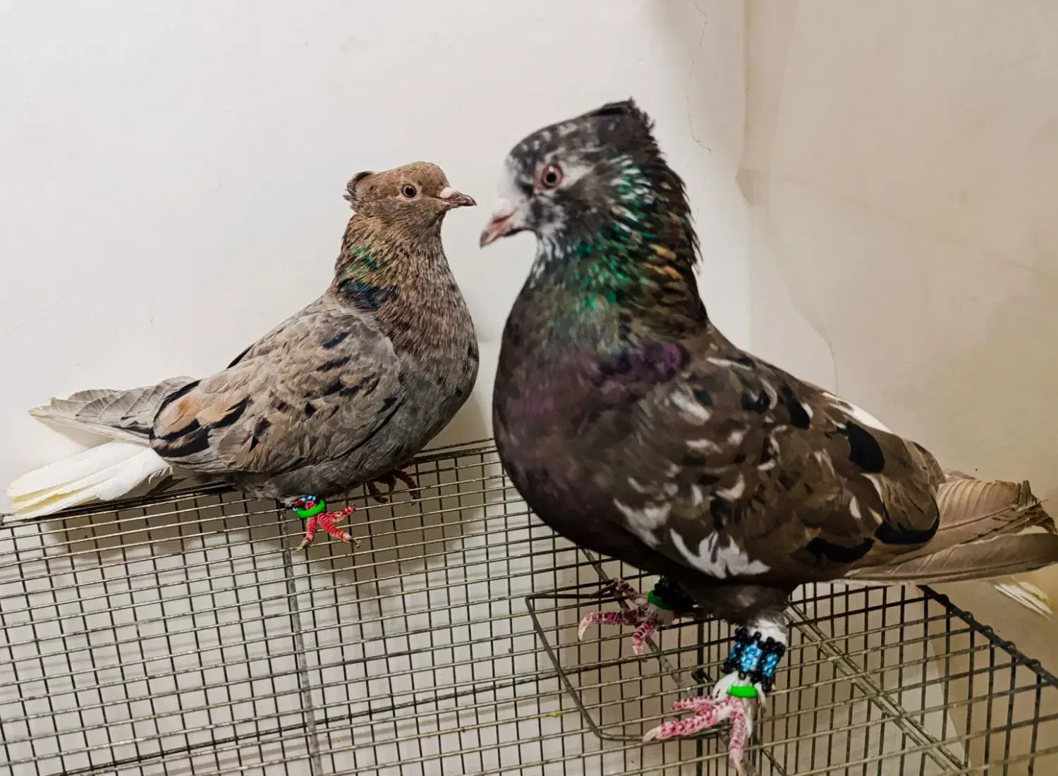 کبوتر هفترنگ دم سفید جفت|پرنده|مشهد, انقلاب|دیوار