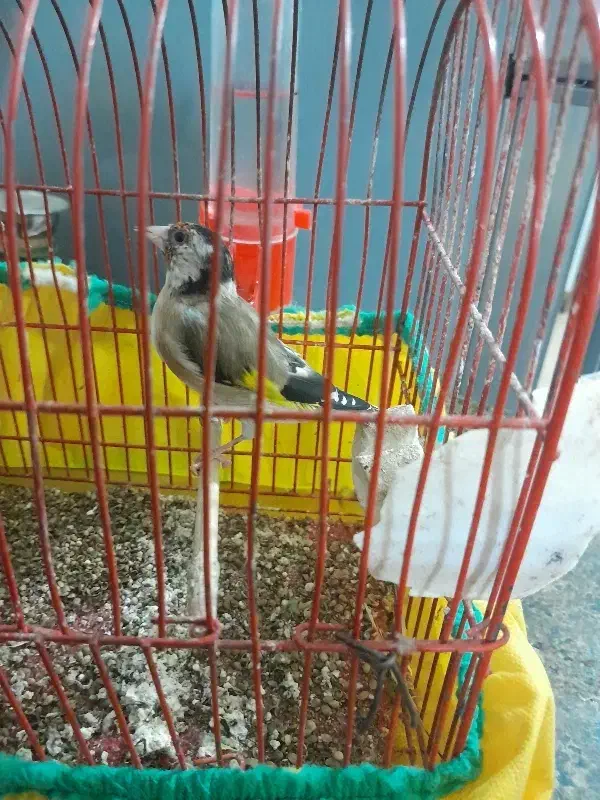 سهره|پرنده|کنگاور, |دیوار