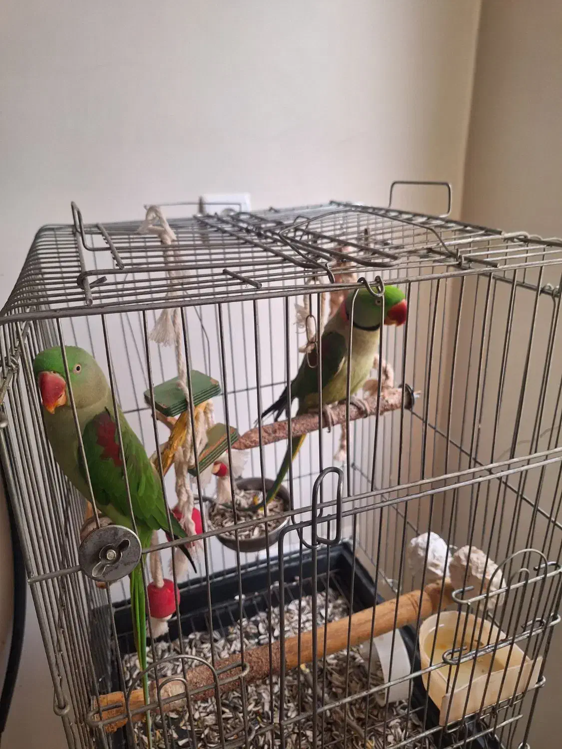 شاه طوطی|پرنده|ری, دولت‌آباد|دیوار