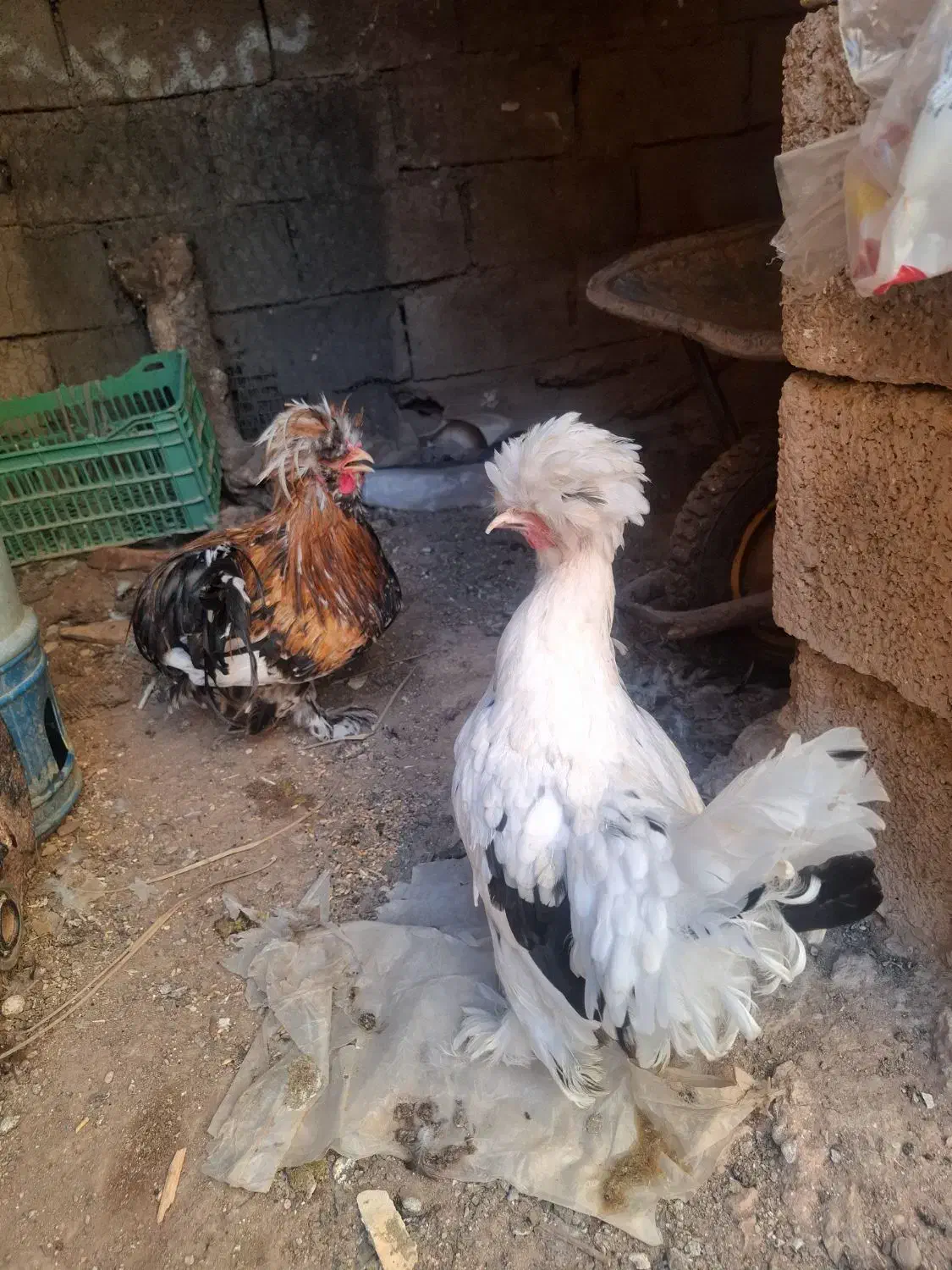 مرغ خروس سلطان|حیوانات مزرعه|مسجد سلیمان, |دیوار