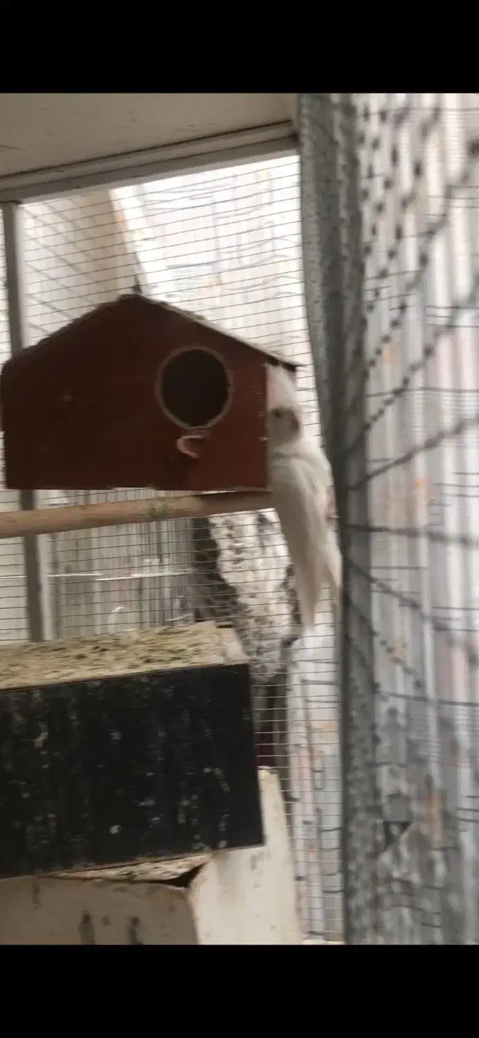 عروس آلبینو|پرنده|بافق, |دیوار