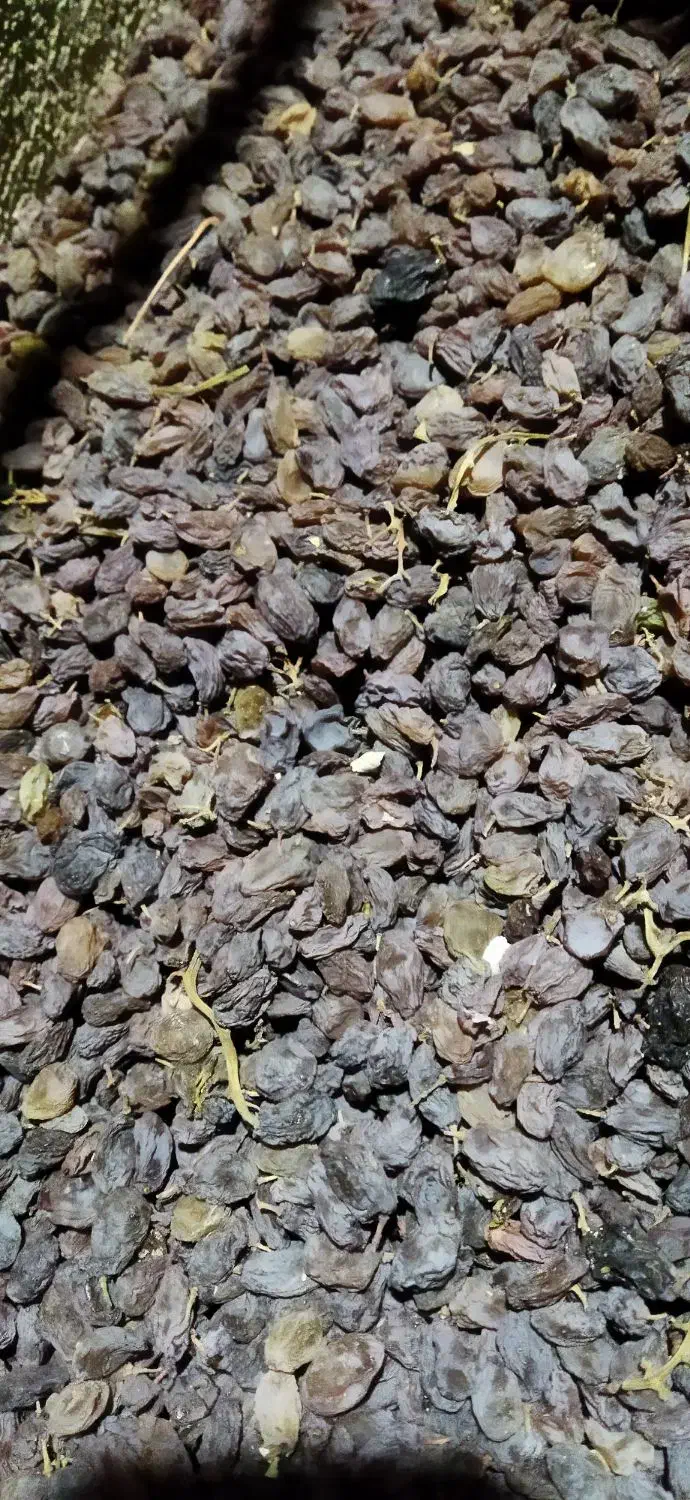 کشمش درجه یک بونات|خوردنی و آشامیدنی|بوانات, |دیوار