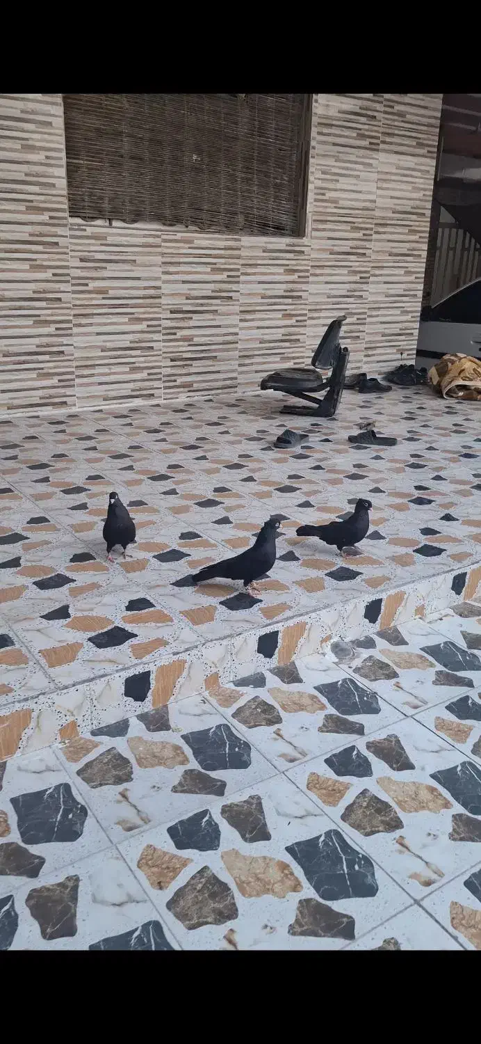 کبوتر زاغ|پرنده|کارون, |دیوار