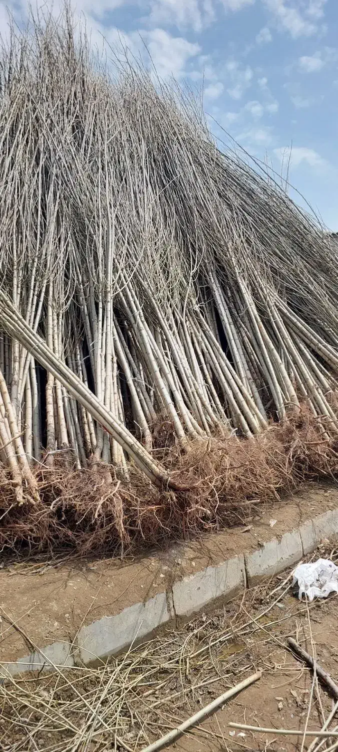 فروش نهال گلابی خرمالو پسته عناب سنجد سیب شمشاد|خدمات باغبانی و درختکاری|صفادشت, |دیوار