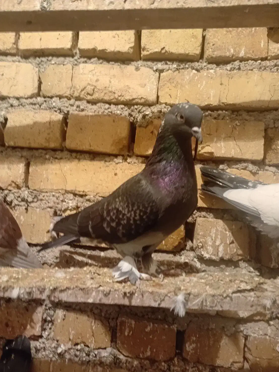 ۳عدد کبوتر خوب سالم|پرنده|ارومیه, |دیوار