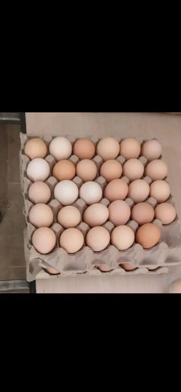 تخم مرغ محلی تازه|خوردنی و آشامیدنی|ارومیه, |دیوار