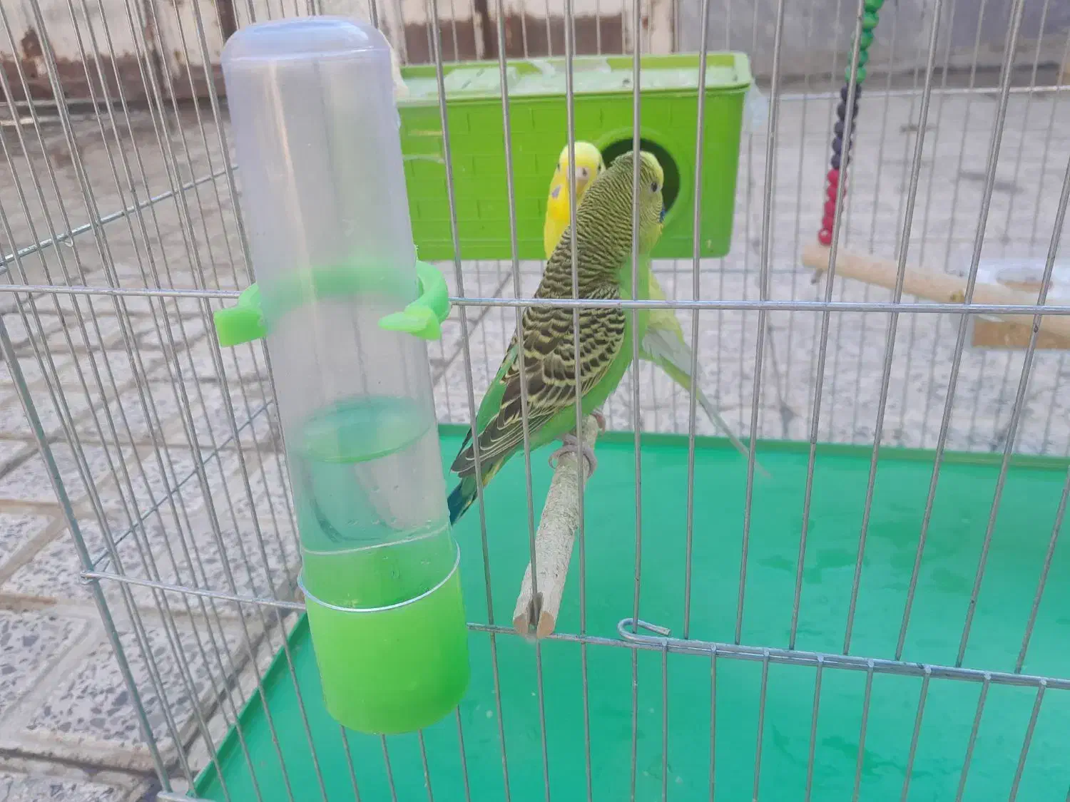 مرغ عشق|پرنده|مرودشت, ژیان|دیوار