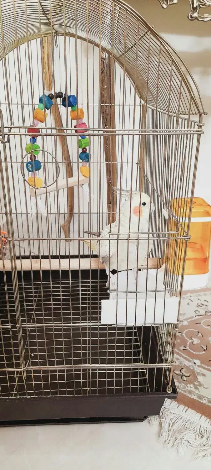 عروس هلندی ماده|پرنده|تهران, مشیریه|دیوار