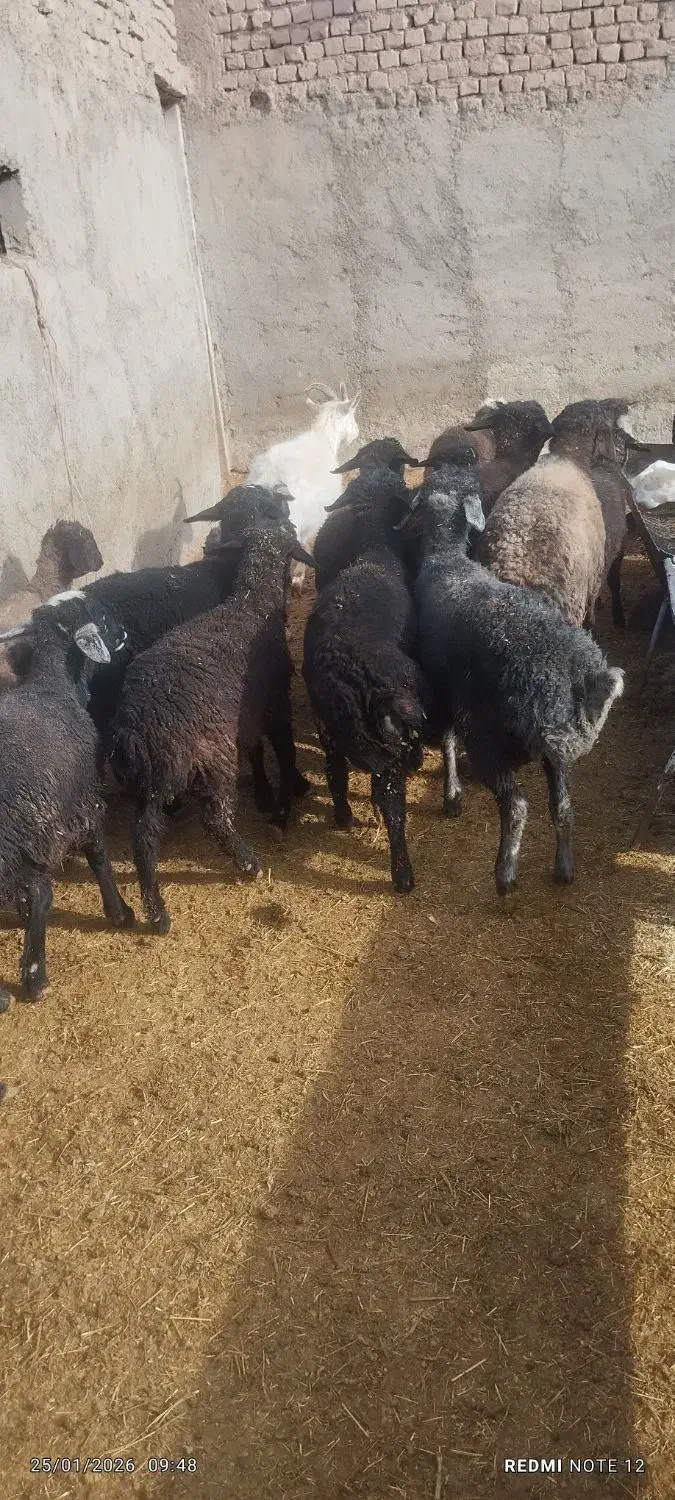 پیاز عمده|عمدهفروشی|ساوه, |دیوار