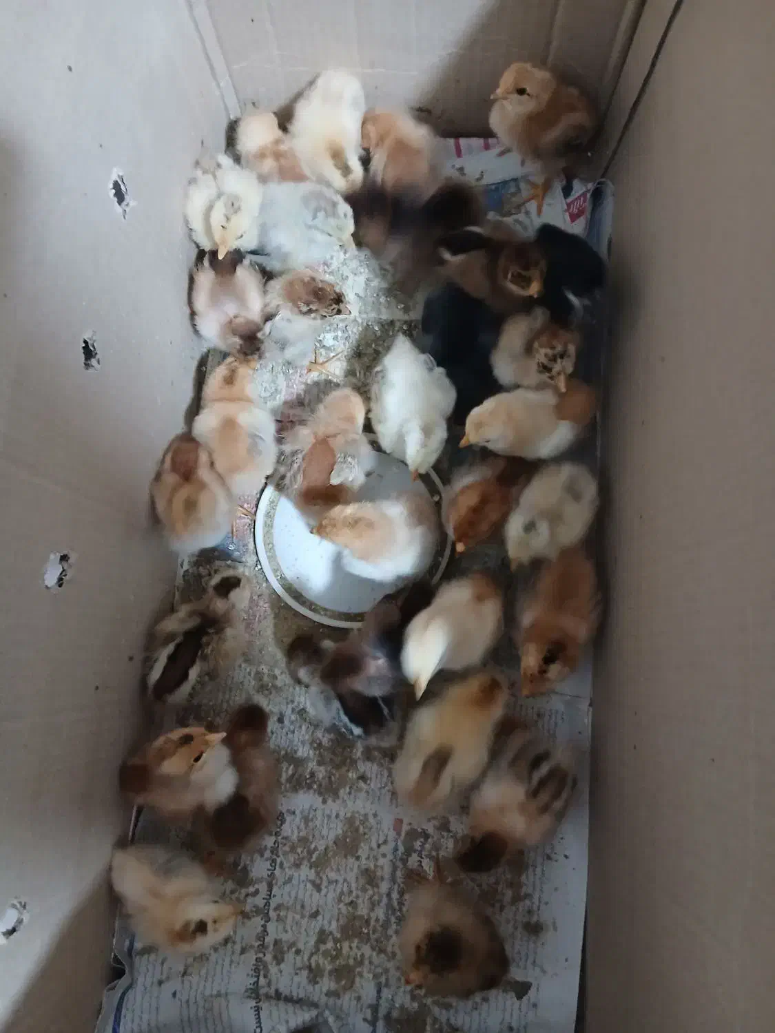 جوجه مرغ محلی|حیوانات مزرعه|طاهرگوراب, |دیوار