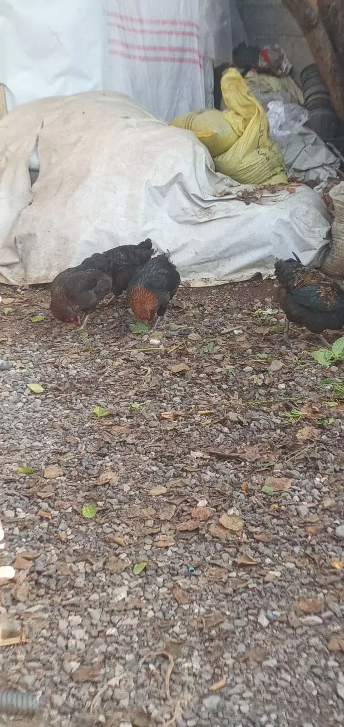 مرغ محلی خروس محلی ۵۰۰|حیوانات مزرعه|چالوس, |دیوار