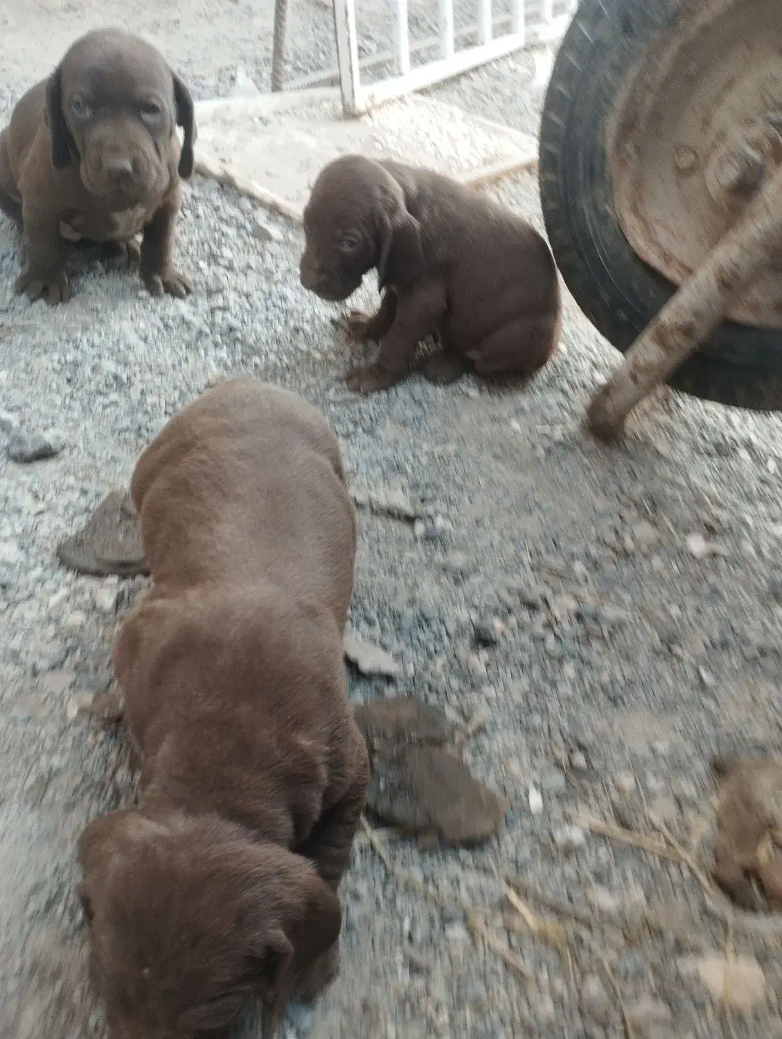 توله‌پویینتراصل‌المانی|سگ|گنبد کاووس, |دیوار