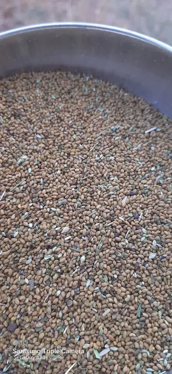 بذر یونجه درجه یک|خدمات باغبانی و درختکاری|فرمهین, |دیوار