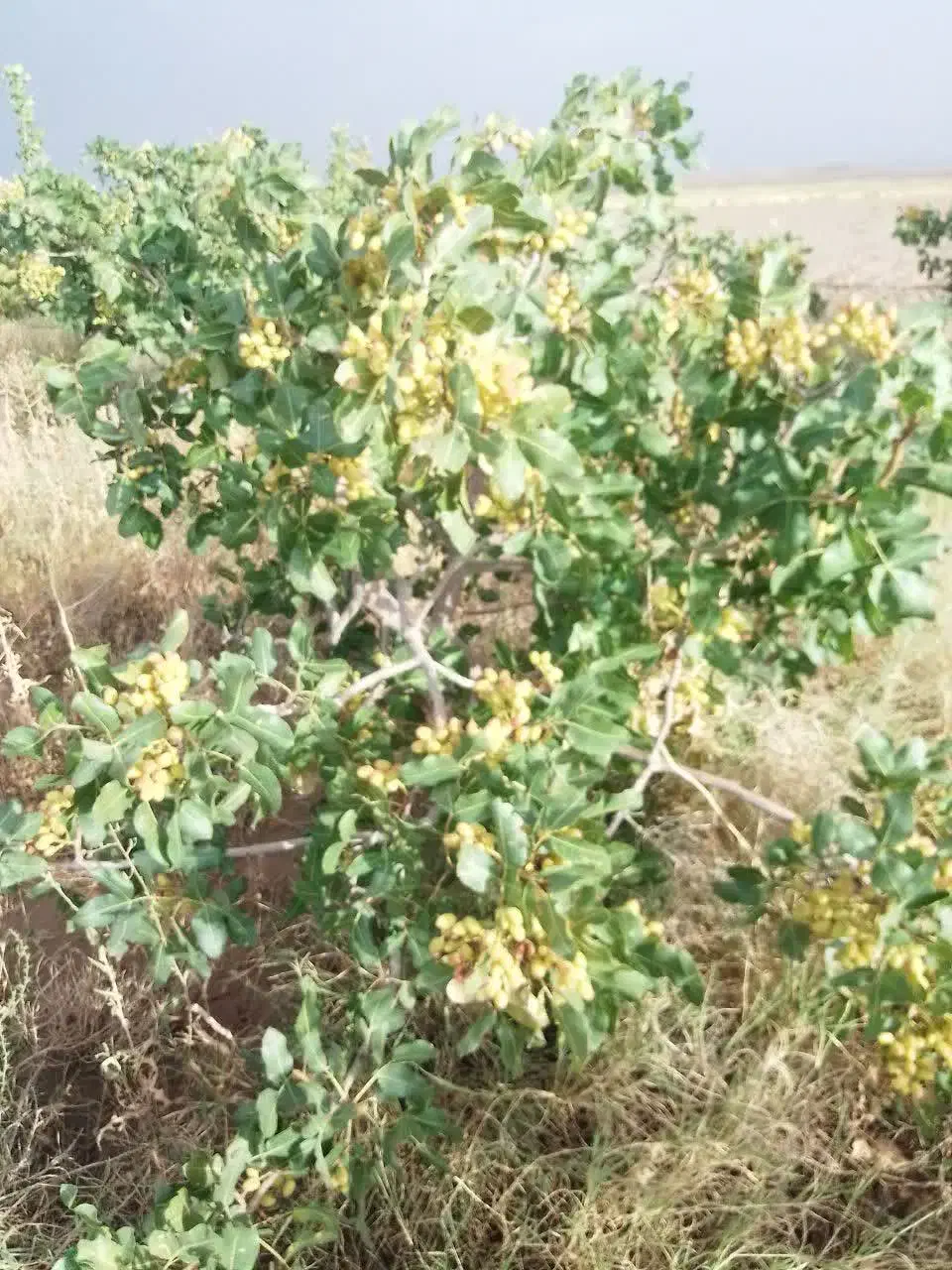 فروش ویژه باغ پسته رشتخوار|فروش زمین و ملک کلنگی|رشتخوار, |دیوار