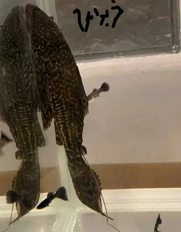 لجن خوار|ماهی|زابل, |دیوار