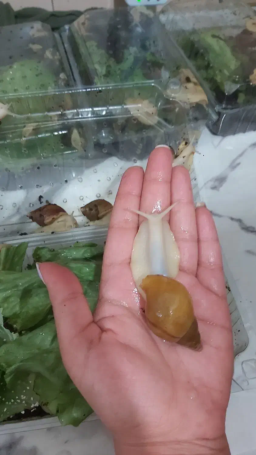 حلزون آچاتینا|خزنده|کرج, شاهین‌ویلا|دیوار